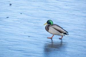 drake Copy space for text. Wild life of animals near people photo