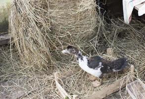 Pato parrilla en un hogar granja foto