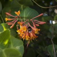 Bombus cleaning Lonicera caprifolium blossom. bokeh blur background, copy space. Selective focus photo