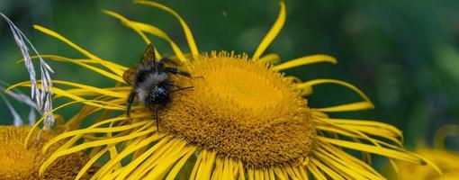 Bee collecting nectar from a beautiful flower photo