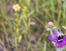 Bumblebee on a thistle against blured green background with copy space photo