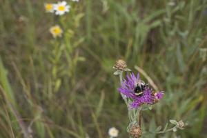 Bumblebee on a thistle against blured green background with copy space photo