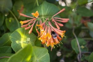 Bombus cleaning Lonicera caprifolium blossom. bokeh blur background, copy space. Selective focus photo