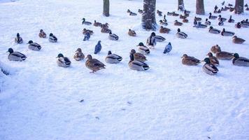 rebaño de patos en hielo foto