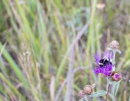 Bumblebee on a thistle against blured green background with copy space photo