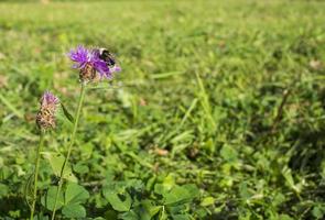 Bumblebee on a thistle against blured green background with copy space photo