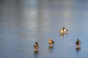 A flock of urban mallard ducks with copy space photo