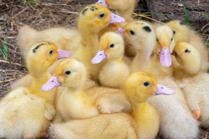 Duck broiler on a home farm photo