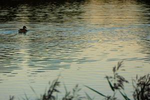 Duck silhouette in golden sunset photo