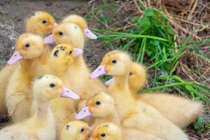 Duck broiler on a home farm photo