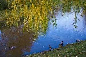 Autumn Landscape With flock of mallard ducks swim on Lake photo