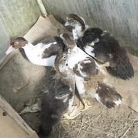 Duck broiler on a home farm photo