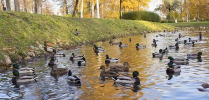 otoño paisaje con rebaño de pato real patos nadar en lago foto