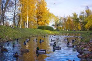 otoño paisaje con rebaño de pato real patos nadar en lago foto