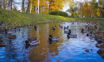 Autumn Landscape With flock of mallard ducks swim on Lake photo