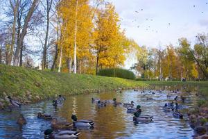 otoño paisaje con rebaño de pato real patos nadar en lago foto