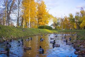 Autumn Landscape With flock of mallard ducks swim on Lake photo