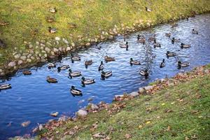 Autumn Landscape With flock of mallard ducks swim on Lake photo