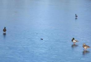 A flock of urban mallard ducks with copy space photo