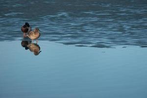 A duck pair for the water. love wings concept. Copy space. photo