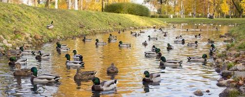 otoño paisaje con rebaño de pato real patos nadar en lago foto