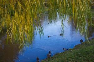 Autumn Landscape With flock of mallard ducks swim on Lake photo