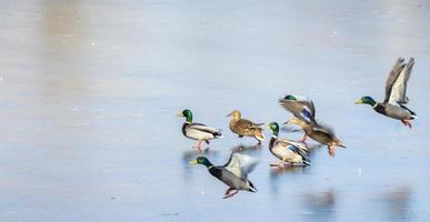 A flock of urban mallard ducks with copy space photo