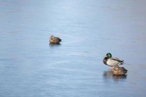 A flock of urban mallard ducks with copy space photo