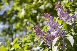 paisaje de un calentar primavera día, lila flores un eurasiático arbusto o pequeño árbol de el aceituna familia, ese tiene un fragante Violeta, rosa, o blanco flores y es cultivado como un ornamental. foto