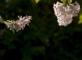 flor antecedentes - lila flores en primavera jardín foto