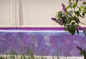 a branch of a blossoming lilac on on a beige and purple background photo