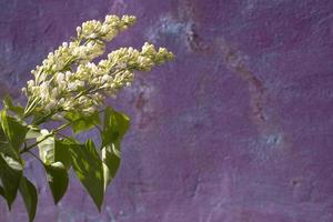 a branch of a blossoming lilac on on a beige and purple background photo