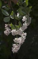 Flower background - lilac flowers in spring garden photo