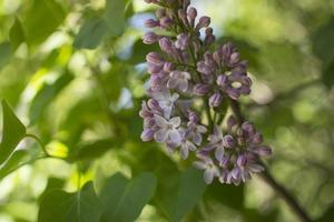 Flower background - lilac flowers in spring garden photo