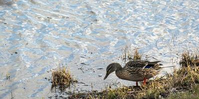 un hembra pato real Pato con Copiar espacio foto