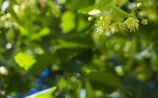 Tilia, linden tree, basswood or lime tree with unblown blossom. Tilia tree is going to bloom. A bee gathers lime-colored honey photo