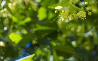 Tilia, linden tree, basswood or lime tree with unblown blossom. Tilia tree is going to bloom. A bee gathers lime-colored honey photo