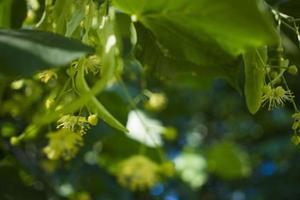 Tilia, linden tree, basswood or lime tree with unblown blossom. Tilia tree is going to bloom. A bee gathers lime-colored honey photo