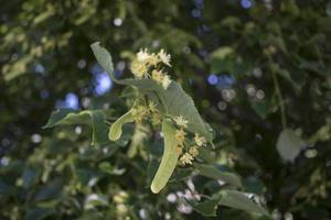 Tilia, linden tree, basswood or lime tree with unblown blossom. Tilia tree is going to bloom. A bee gathers lime-colored honey photo