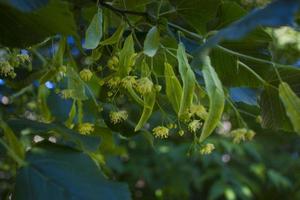 Tilia, linden tree, basswood or lime tree with unblown blossom. Tilia tree is going to bloom. A bee gathers lime-colored honey photo