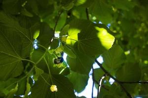 Tilia, linden tree, basswood or lime tree with unblown blossom. Tilia tree is going to bloom. A bee gathers lime-colored honey photo