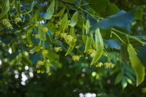 Tilia, linden tree, basswood or lime tree with unblown blossom. Tilia tree is going to bloom. A bee gathers lime-colored honey photo