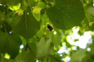 Tilia, linden tree, basswood or lime tree with unblown blossom. Tilia tree is going to bloom. A bee gathers lime-colored honey photo