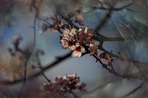 cherry blooming  pink tree in the streets of the city of Alicante in spring flowers in photo