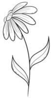 Hand draw, Branch with Flowers,Line Art png