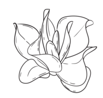 Hand Draw Cactus Line Art png