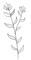 Hand draw, Branch with Flowers,Line Art png