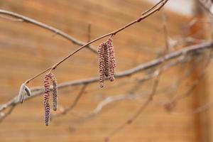 photo spring blooming hazelnut branch