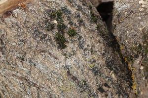 photo texture of bark with cracks and moss