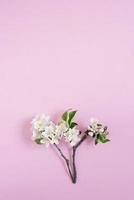 Apple tree branch with white flowers on a pink background with copy space. Flat lay composition. Spring concept photo